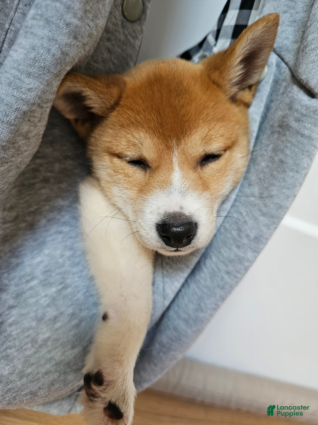 Shiba Inu dogs for sale: Female Shiba Inu Puppy - Ad 3