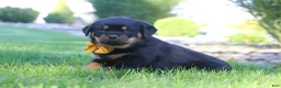 Rottweiler dogs for sale: Ryder - Ad 8