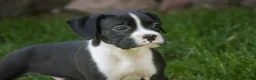 Boxer dogs for sale: Jones - Ad 5