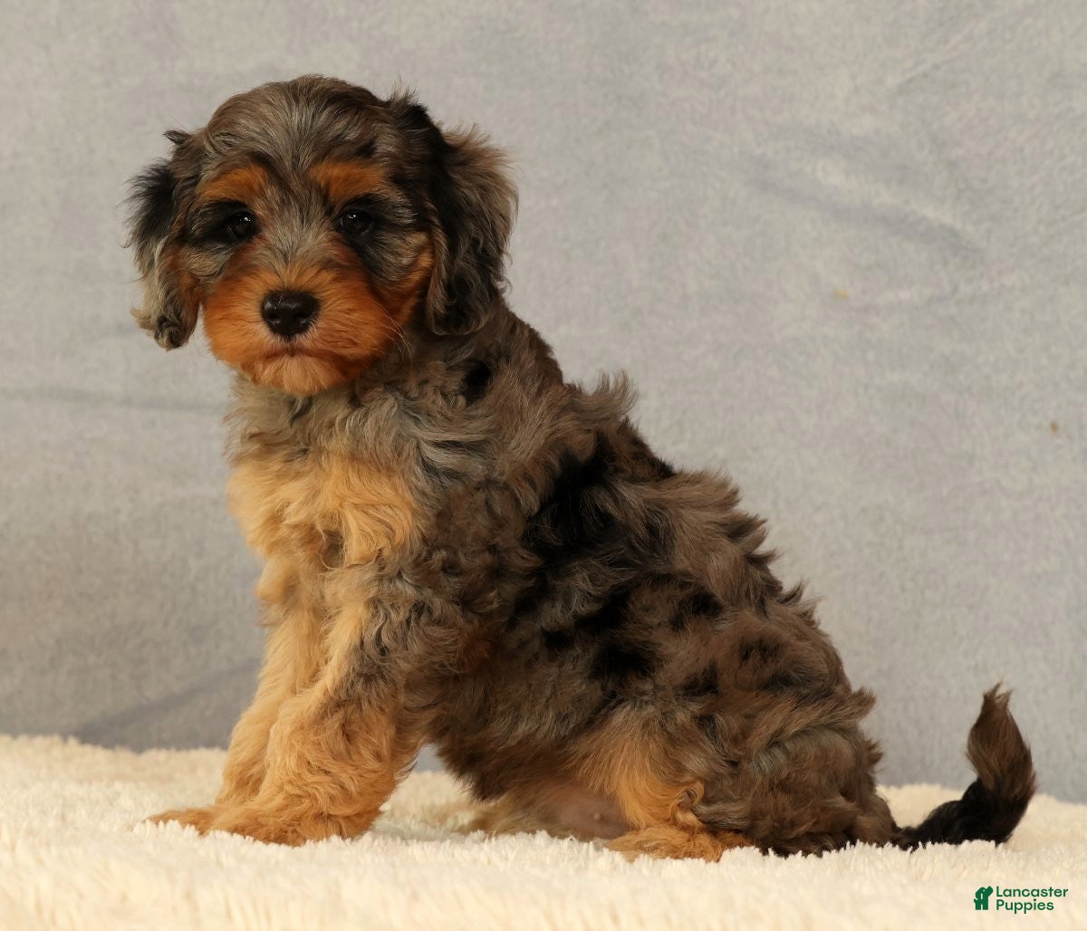 Cavapoo dogs Kurt - Ad 2