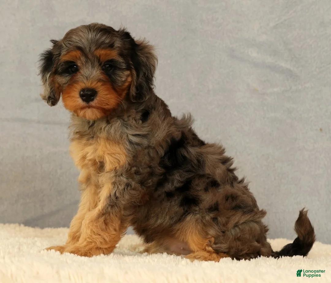 Cavapoo dogs for sale: Kurt - Ad 2