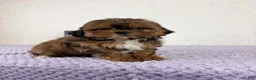 Shihpoo dogs for sale: Gretchen - Ad 27