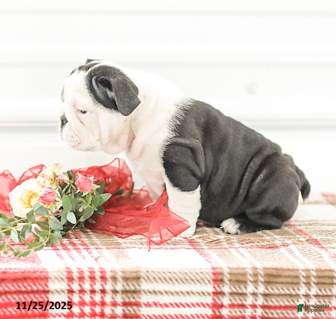 English Bulldog dogs for sale: Rose - Ad 6