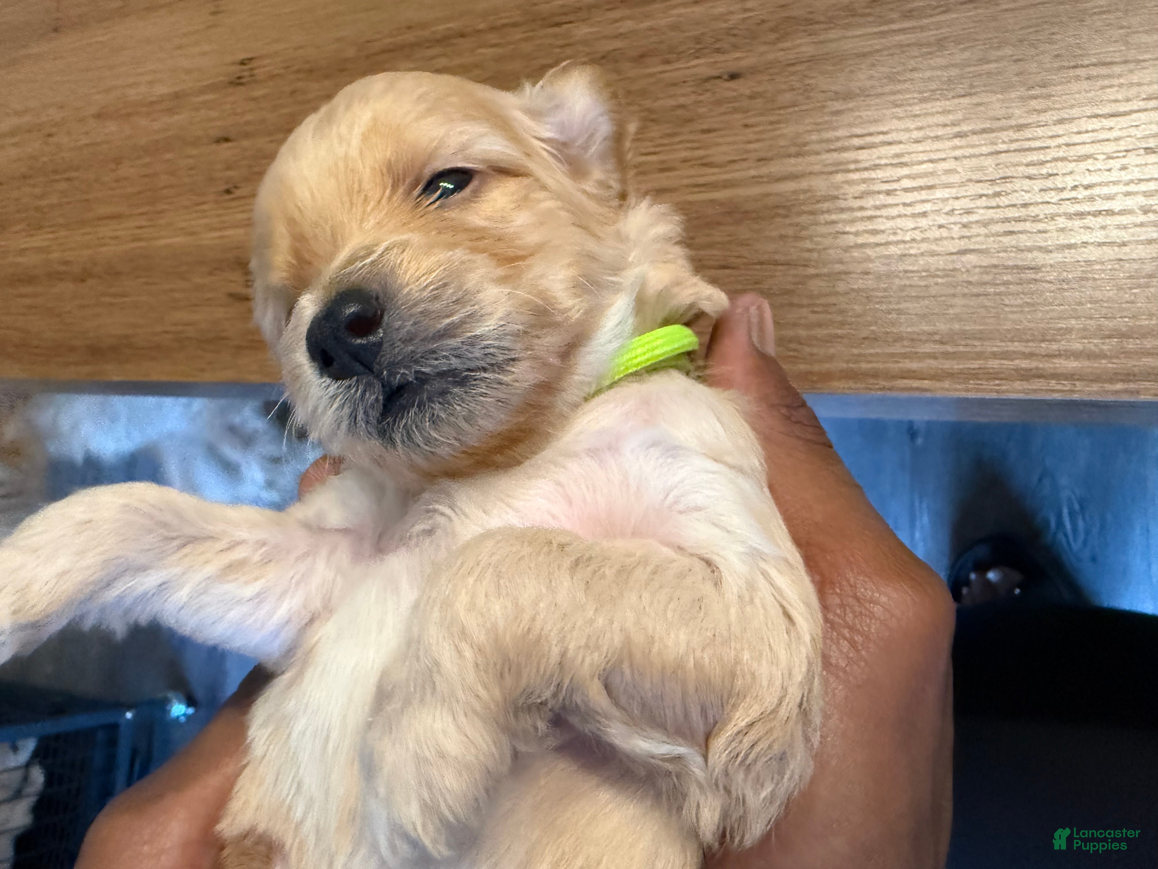 Mini Goldendoodle dogs Fendi - Ad 32