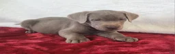 Labrador Retriever dogs for sale: Daddy's Boy - Ad 5