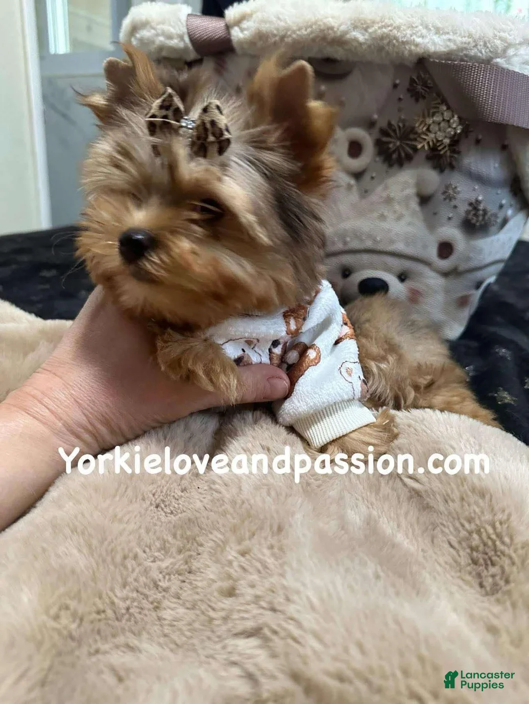 Yorkshire Terrier dogs for sale: Yorkshire Terrier Puppy 1 - Ad 5