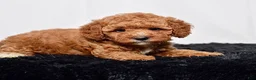 Mini Goldendoodle dogs for sale: Mr. Sarge - Ad 7