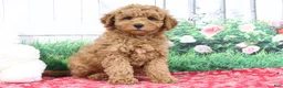 Mini Goldendoodle dogs for sale: Zachary - Ad 9