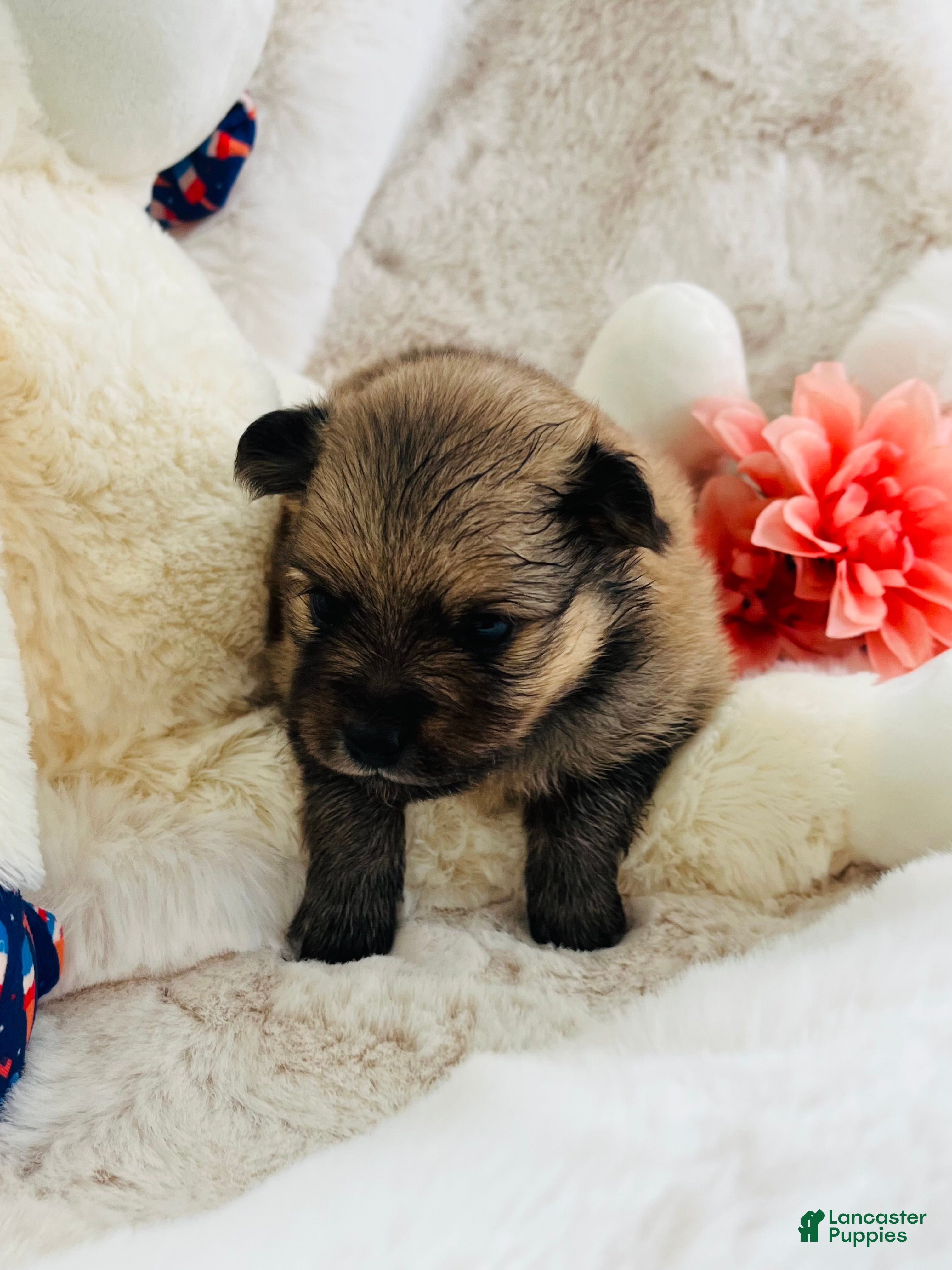 Pomeranian dogs for sale: Pomeranian 2 - Ad 1