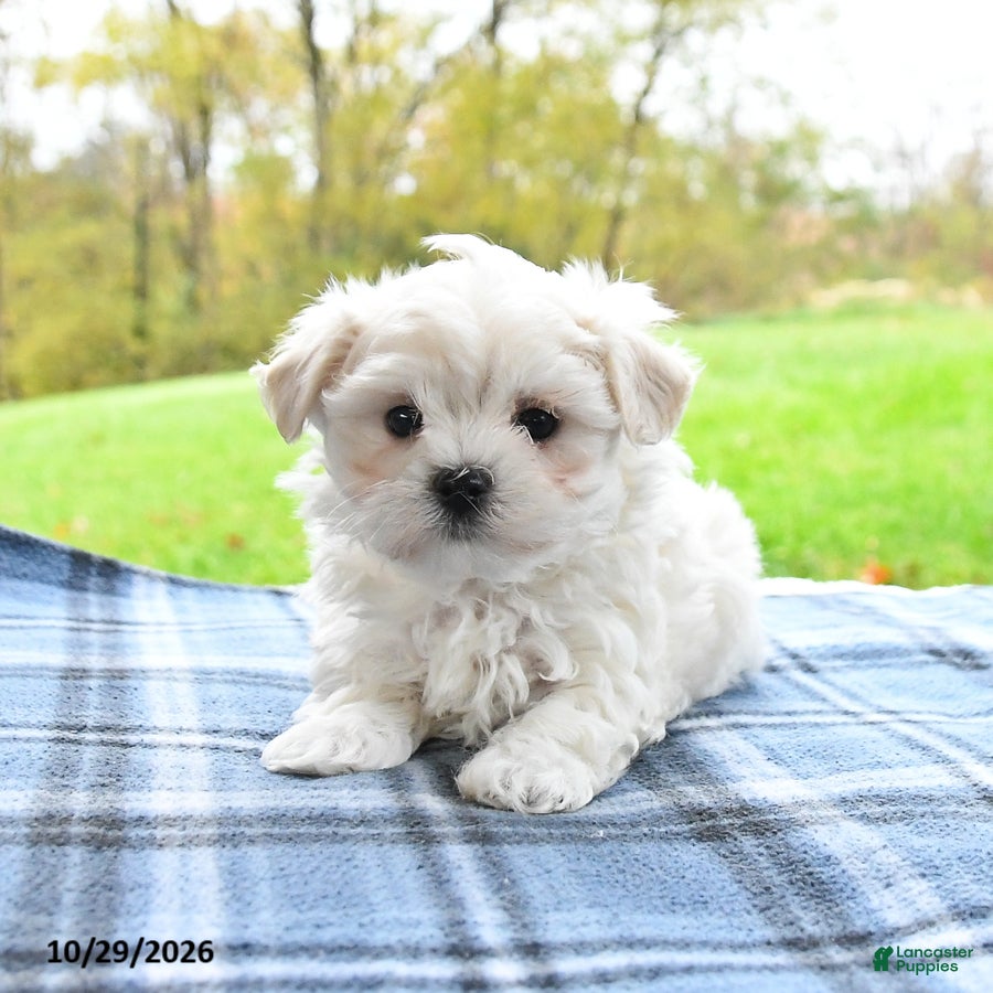 Maltese dogs for sale: Finn - Ad 1