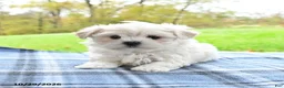 Maltese dogs for sale: Finn - Ad 1