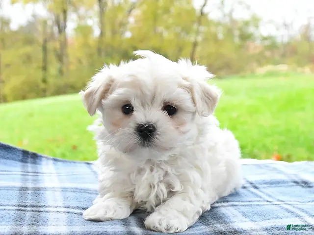 Maltese dogs for sale: Finn - Ad 1