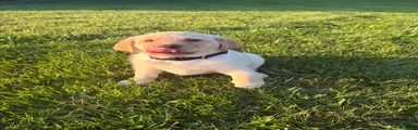 Sammy