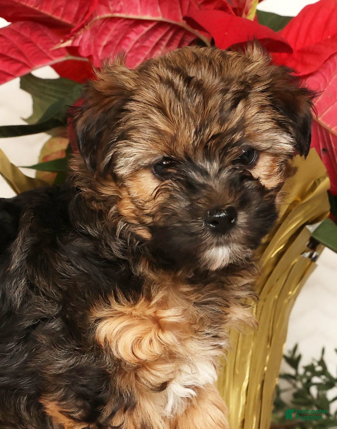 Yorkiepoo dogs for sale: Rosie  3lbs - Ad 9