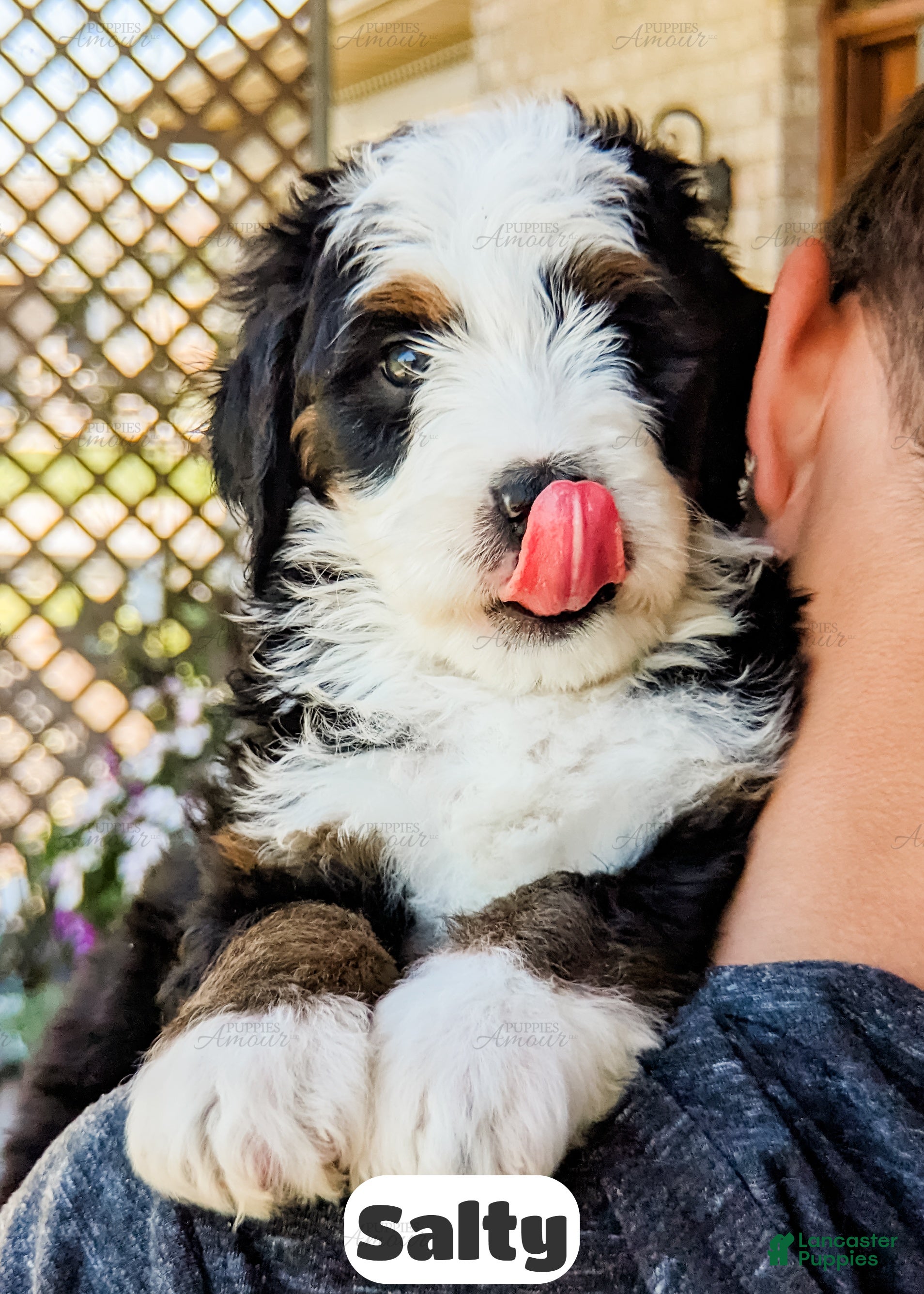 Bernedoodle dogs Salty - Ad 1