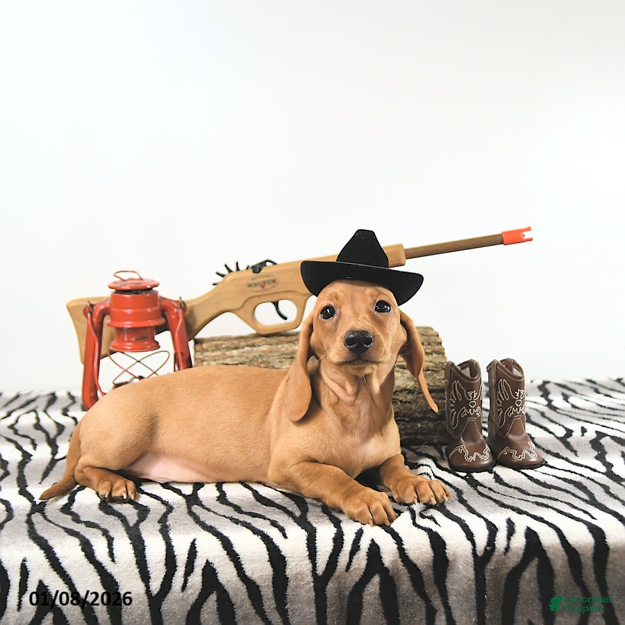 Miniature Dachshund dogs Travis - Ad 42