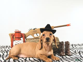 Miniature Dachshund dogs Travis - Ad 42