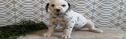 Dalmatian dogs for sale: Teddy - Ad 11