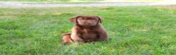 Labrador Retriever dogs for sale: Samuel  - Ad 9