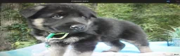 German Shepherd dogs for sale: German Shepherd 1 Buster - Ad 2