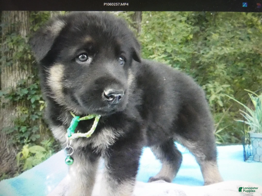 German Shepherd dogs for sale: German Shepherd 1 Buster - Ad 2