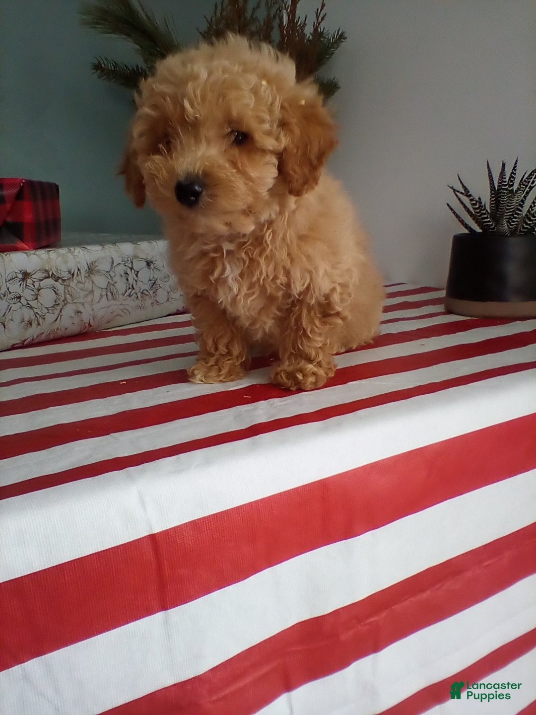 Miniature Poodle dogs for sale: Max - Ad 3