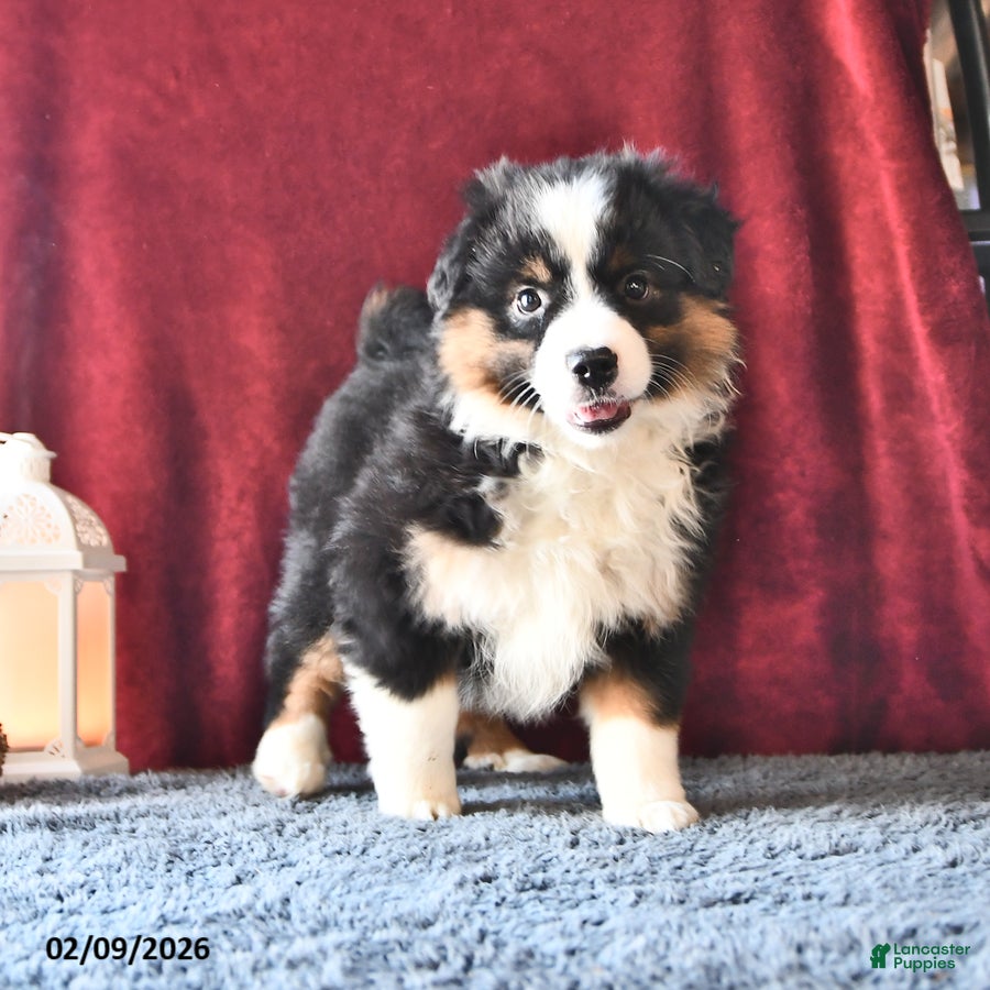 Miniature Australian Shepherd dogs Dawn - Ad 2