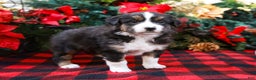 Miniature Australian Shepherd dogs for sale: Fig - Ad 6