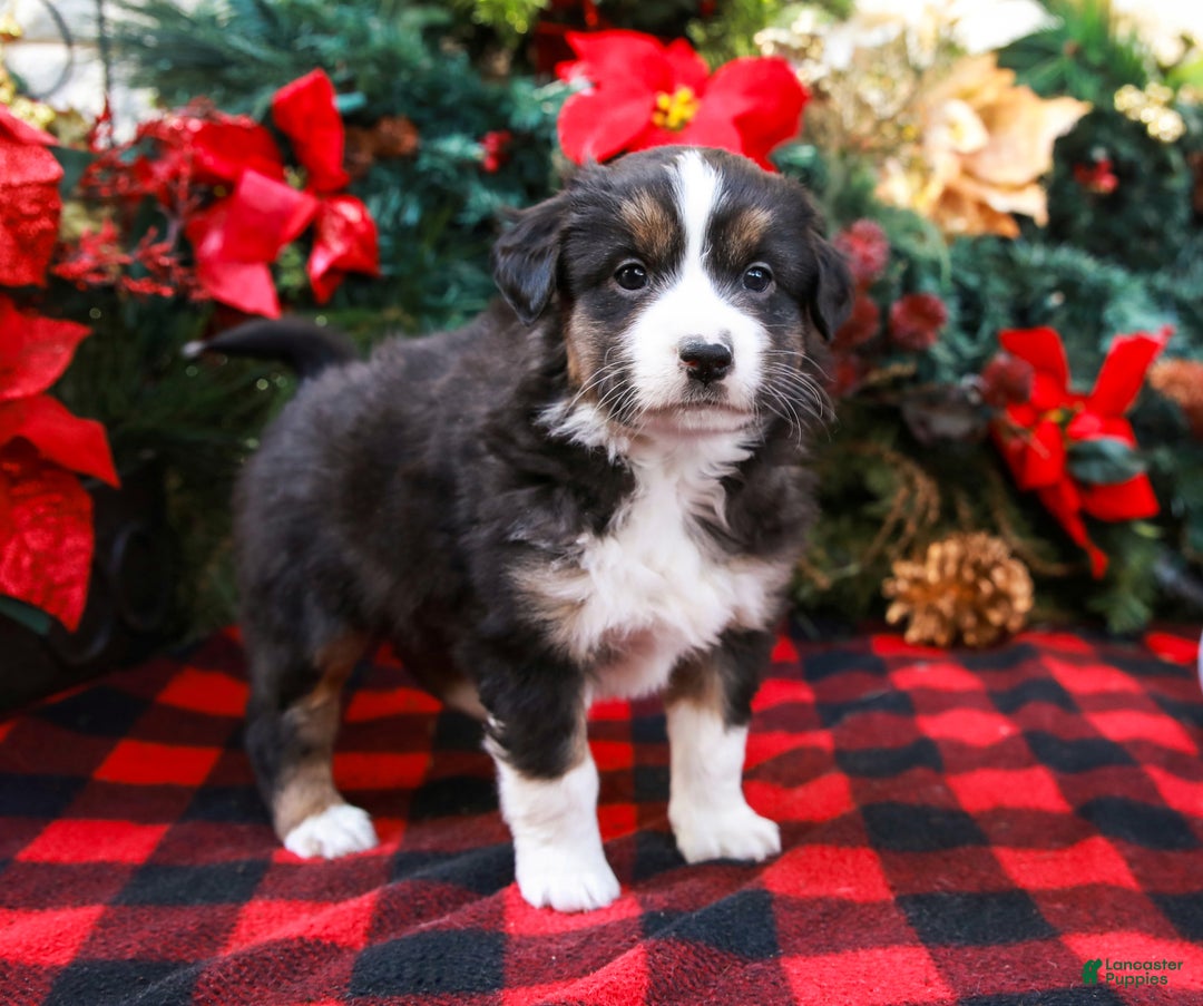 Miniature Australian Shepherd dogs for sale: Fig - Ad 6