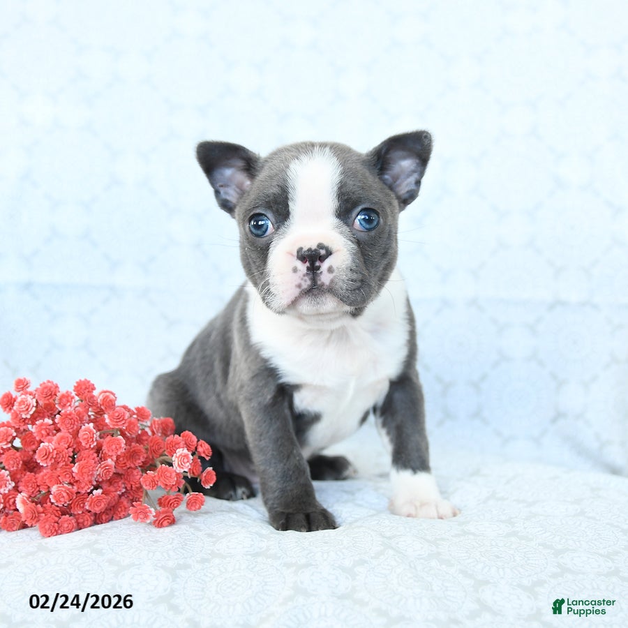 Boston Terrier dogs Lily - Ad 1