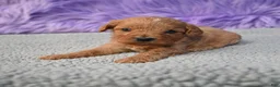 Cavapoo dogs for sale: Cavapoo 6 - Ad 22