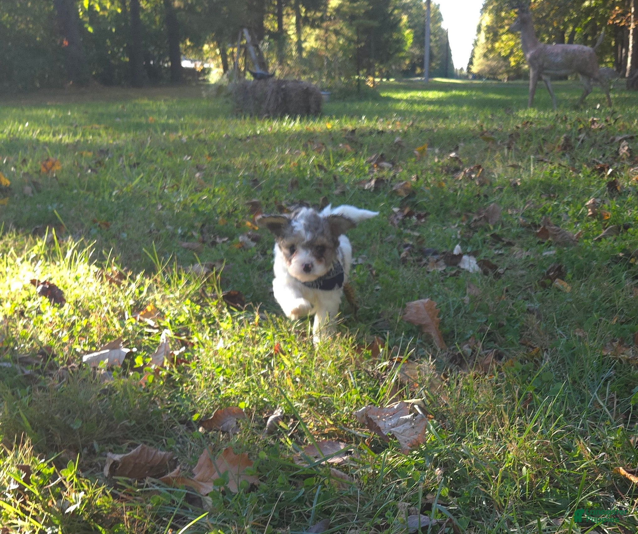 Cavapoo dogs Lily - Ad 2