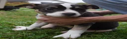 American Bully dogs for sale: American Bully 5 - Ad 8