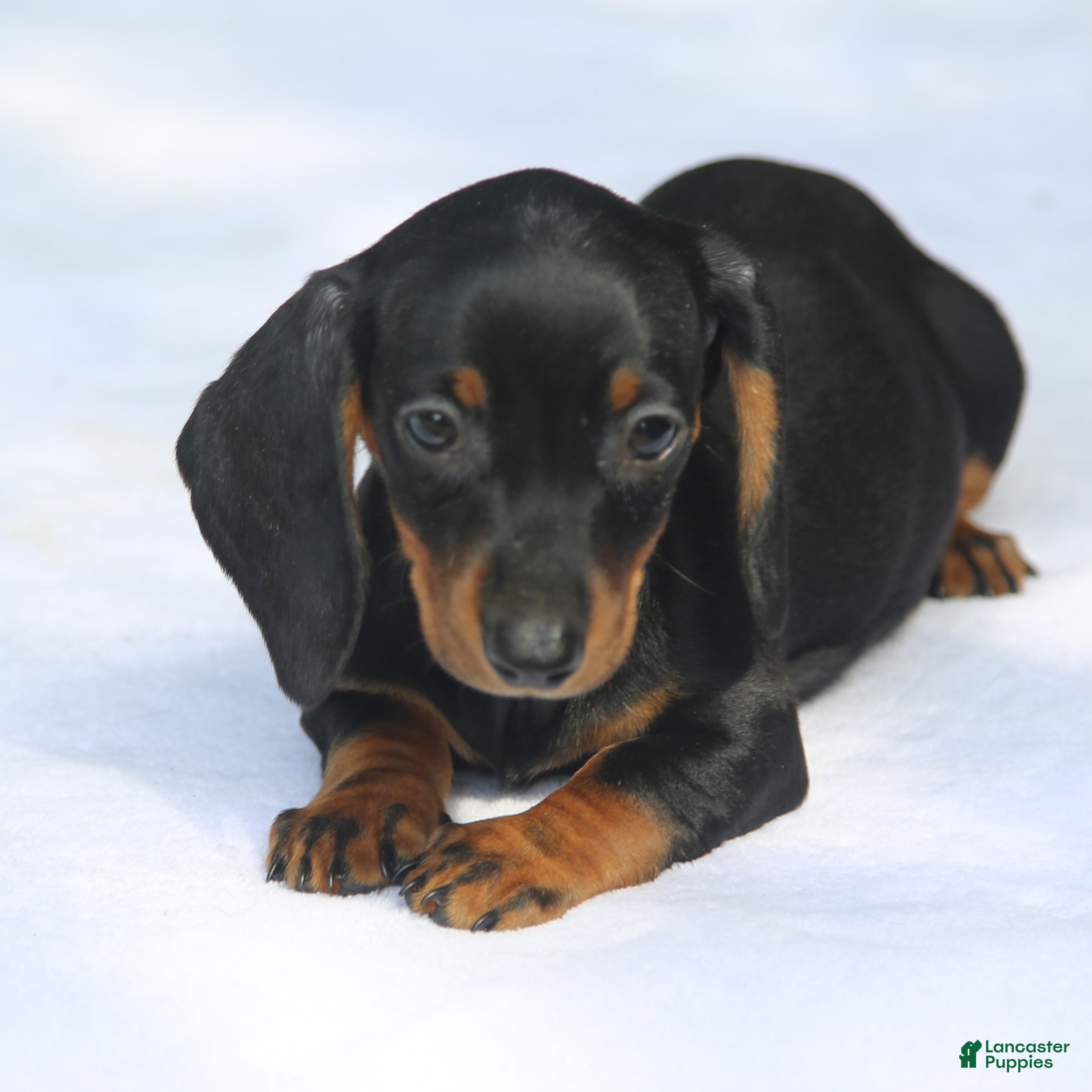 Miniature Dachshund dogs for sale: Black and Tan Smooth Tweenie - Ad 1