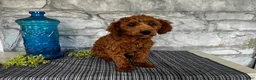 Toy Poodle dogs for sale: Jordan - Ad 6