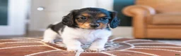 Miniature Dachshund dogs for sale: Greta Longbody - Ad 2