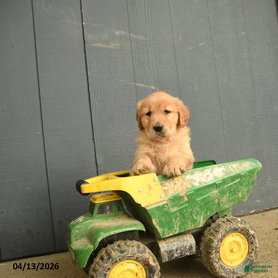 Golden Retriever dogs Wallflower - Ad 2