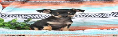 Milo