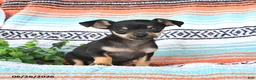 Mixed Breed dogs for sale: Milo - Ad 1