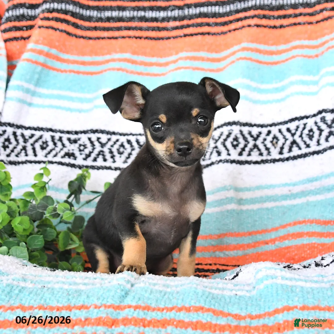 Mixed Breed dogs for sale: Milo - Ad 1