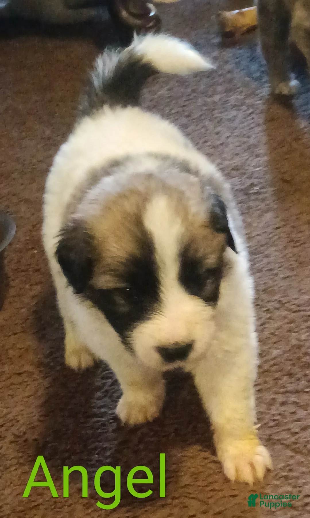 Mixed Breed dogs for sale: Angel  - Ad 3