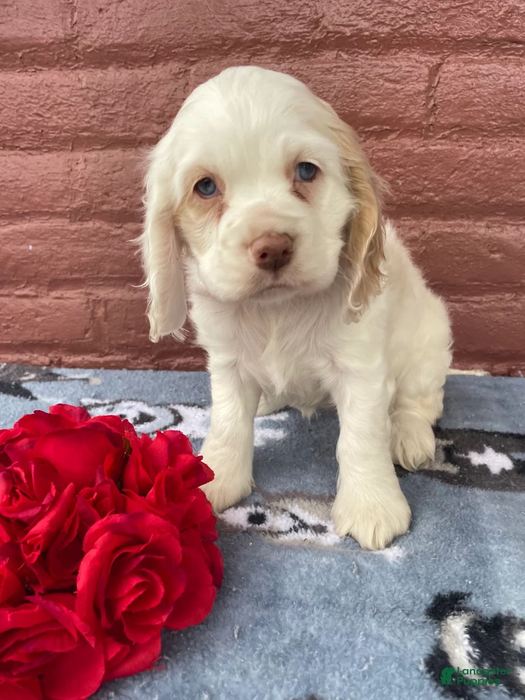 Cocker Spaniel dogs for sale: Pixie - Ad 2