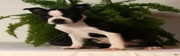 Boston Terrier dogs for sale: Rosie - Ad 4