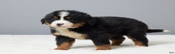 Bernese Mountain Dog dogs for sale: Frisky - Ad 5