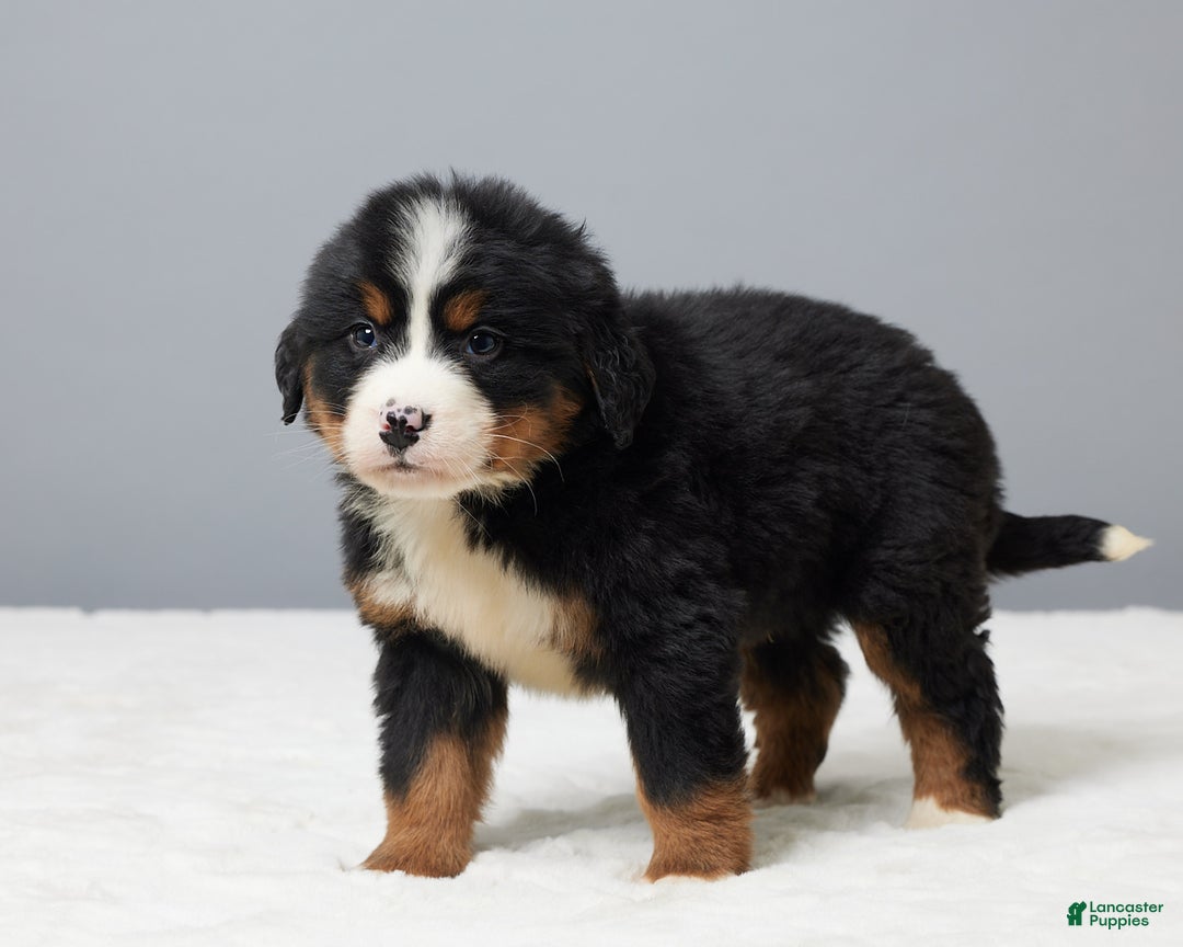 Bernese Mountain Dog dogs for sale: Frisky - Ad 5