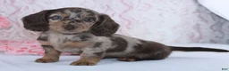 Miniature Dachshund dogs for sale: Danae - Ad 3
