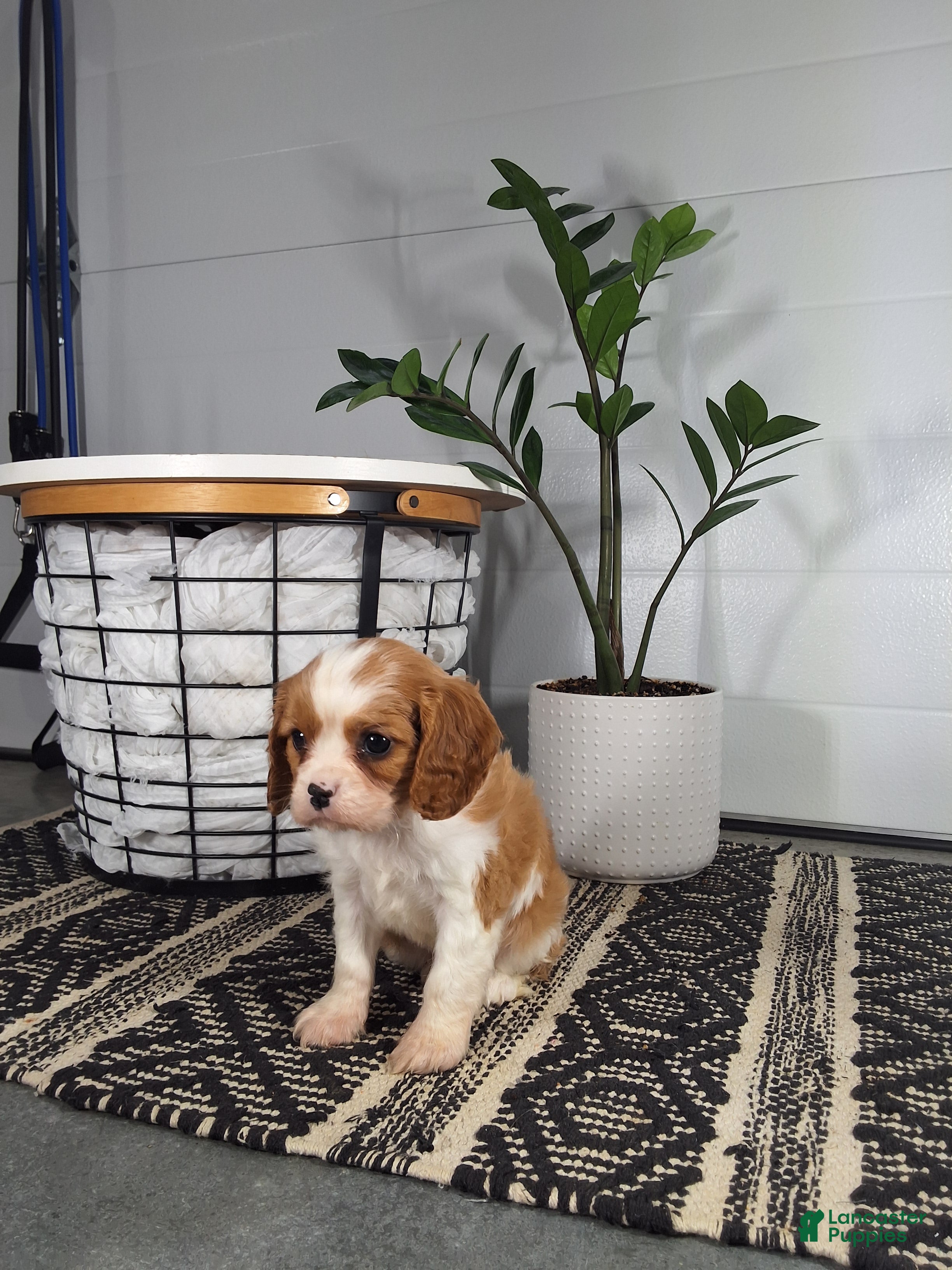 Cavalier King Charles Spaniel dogs Cavalier King Charles Spaniel Puppy 1 - Ad 2