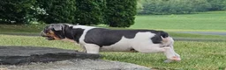 Mixed Breed dogs for sale: Sale! Blue Bubba - Ad 3