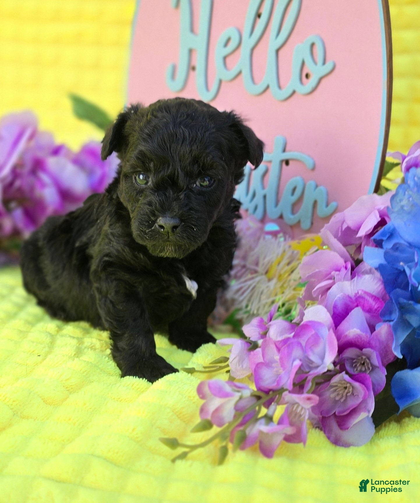 Mixed Breed dogs Noodle - Ad 1