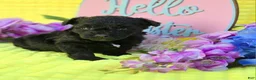 Mixed Breed dogs for sale: Noodle - Ad 8
